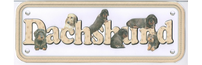 Dachshund - wire hair